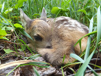 Foto: Ein junges Rehkitz liegt zusammengerollt im hohen Gras. Es ist von grünen Blättern und Grashalmen umgeben, die eine natürliche Umgebung schaffen.
