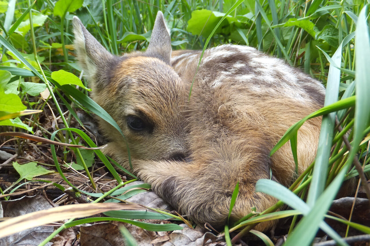 Foto: Ein junges Rehkitz liegt zusammengerollt im hohen Gras. Es ist von grünen Blättern und Grashalmen umgeben, die eine natürliche Umgebung schaffen.