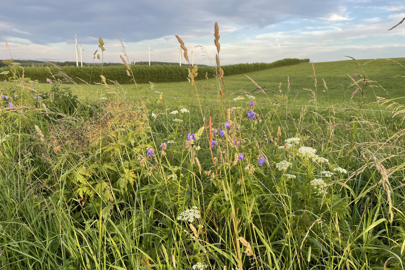 Foto: Eine grüne Wiese mit wildem Gras und Blumen im Vordergrund. Im Hintergrund sind mehrere Windkraftanlagen zu sehen, die sich gegen einen bewölkten Himmel abheben.