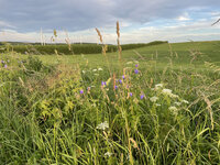 Foto: Eine grüne Wiese mit wildem Gras und Blumen im Vordergrund. Im Hintergrund sind mehrere Windkraftanlagen zu sehen, die sich gegen einen bewölkten Himmel abheben.