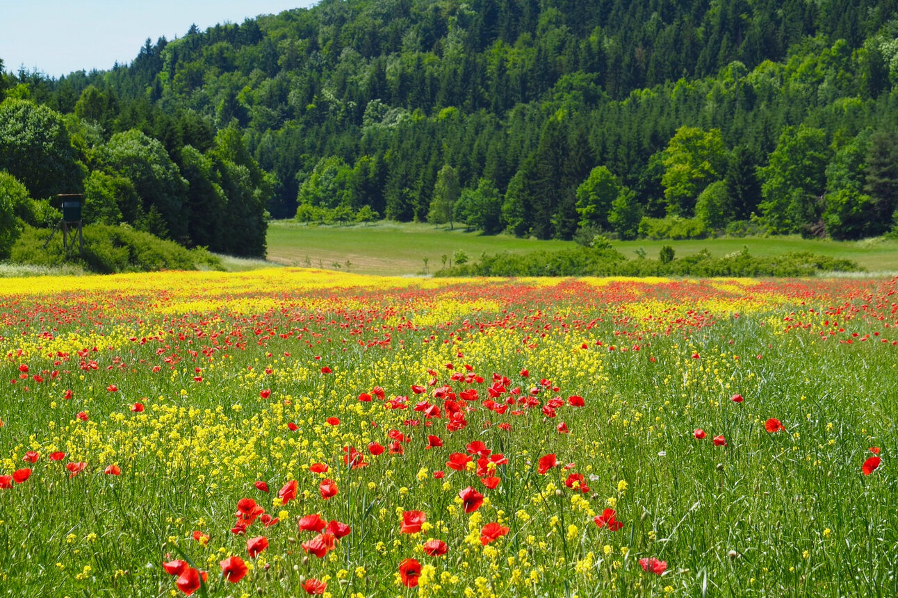Foto: Eine bunte Blumenwiese mit roten und gelben Blüten erstreckt sich vor einem dichten, grünen Wald. Der Himmel ist klar und blau.