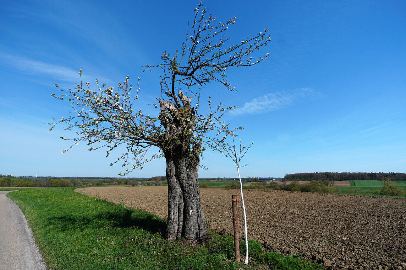 Foto: Ein blühender Baum steht am Rand eines Feldes neben einem Weg. Der Himmel ist klar und blau, und im Hintergrund sind Felder und Wälder sichtbar.