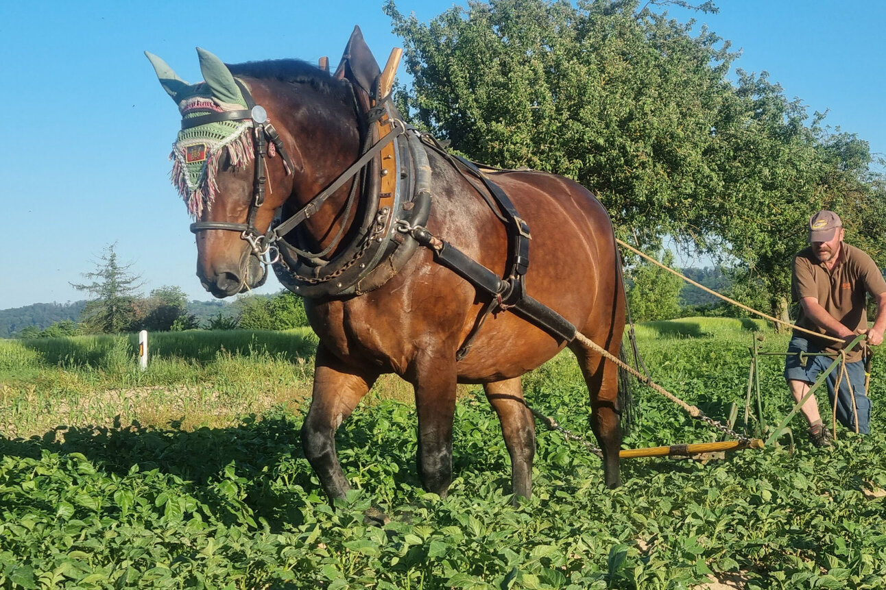 Foto: Ein Pferd mit Geschirr zieht einen Pflug über ein Feld, während eine Person den Pflug führt. Im Hintergrund sind Bäume und ein klarer blauer Himmel zu sehen.