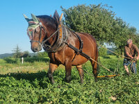 Foto: Ein Pferd mit Geschirr zieht einen Pflug über ein Feld, während eine Person den Pflug führt. Im Hintergrund sind Bäume und ein klarer blauer Himmel zu sehen.