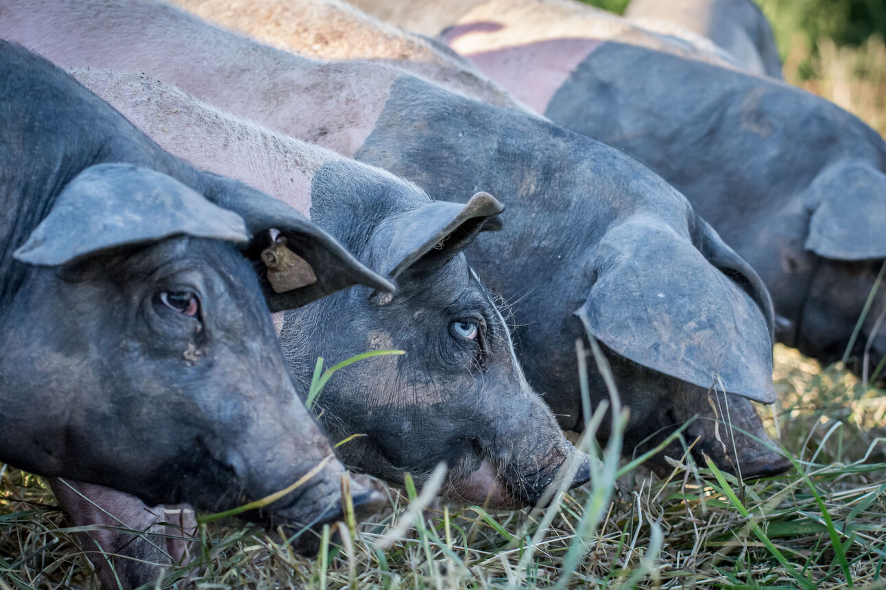 Foto: Eine Gruppe von Schweinen frisst Gras auf einer Weide. Die Tiere haben dunkle Haut und sind in einer Reihe angeordnet. Im Hintergrund ist unscharf weiteres Gras zu sehen.