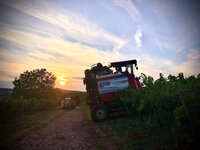 Foto: Ein Traktor fährt durch einen Weinberg bei Sonnenuntergang. Der Himmel ist mit Wolken bedeckt, und die Sonne steht tief am Horizont. Die Umgebung ist ländlich und von Reben umgeben.