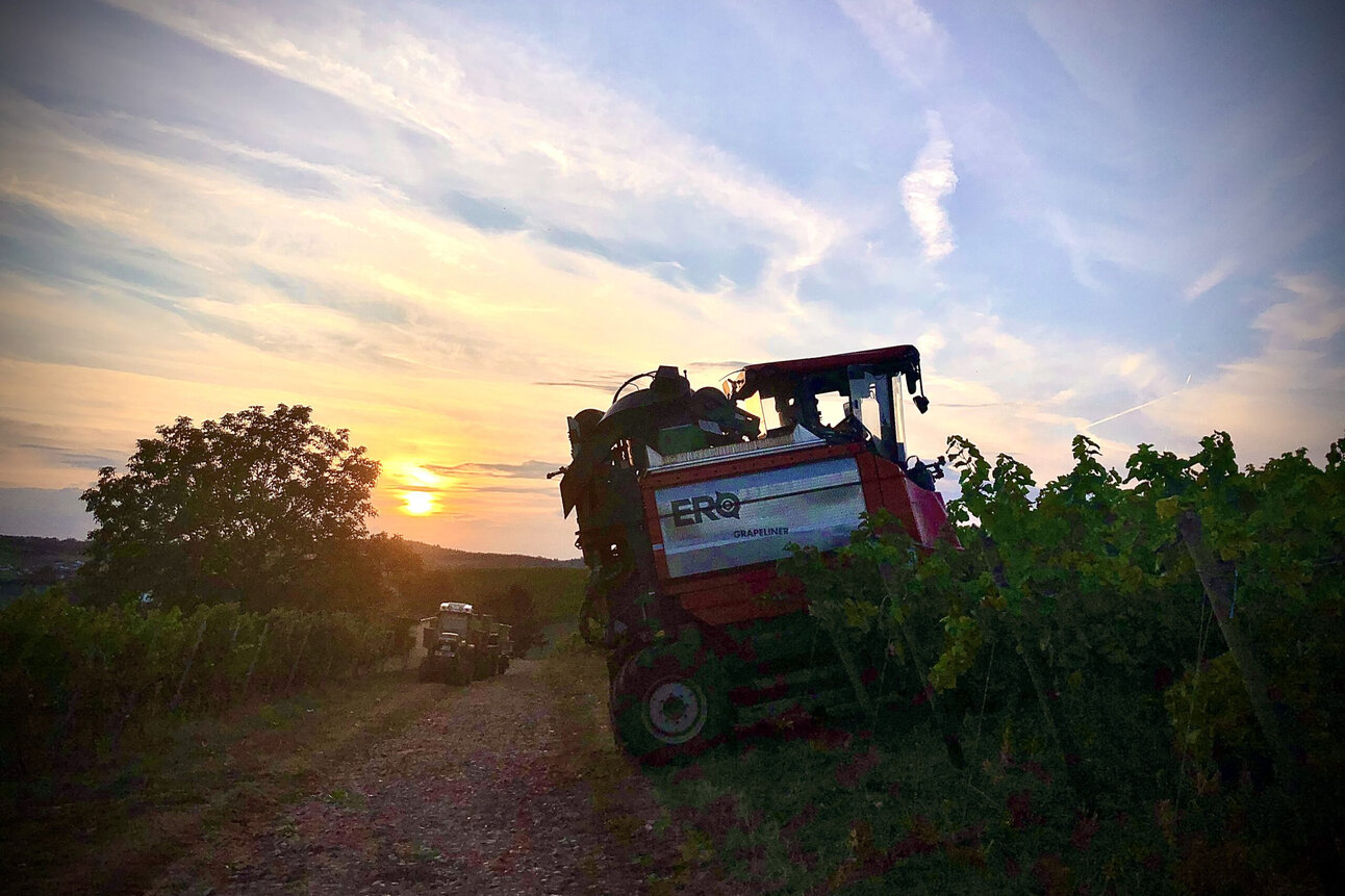 Foto: Ein Traktor fährt durch einen Weinberg bei Sonnenuntergang. Der Himmel ist mit Wolken bedeckt, und die Sonne steht tief am Horizont. Die Umgebung ist ländlich und von Reben umgeben.