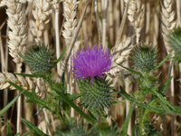 Foto: Eine violette Distelblüte umgeben von grünen Blättern steht im Vordergrund, während im Hintergrund reife Weizenähren zu sehen sind.