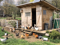 Foto: Eine Gruppe von Hühnern steht vor einem hölzernen Hühnerstall mit offenem Eingang. Der Stall hat ein Solarpanel auf dem Dach und ist von einem Zaun umgeben. Im Hintergrund sind Bäume und ein grüner Rasen sichtbar.
