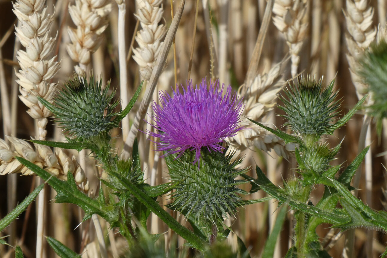Foto: Eine violette Distelblüte umgeben von grünen Blättern steht im Vordergrund, während im Hintergrund reife Weizenähren zu sehen sind.