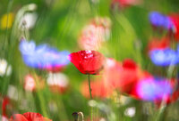 Foto: Eine rote Mohnblume steht im Vordergrund eines blühenden Feldes mit unscharfen blauen und roten Blumen im Hintergrund.