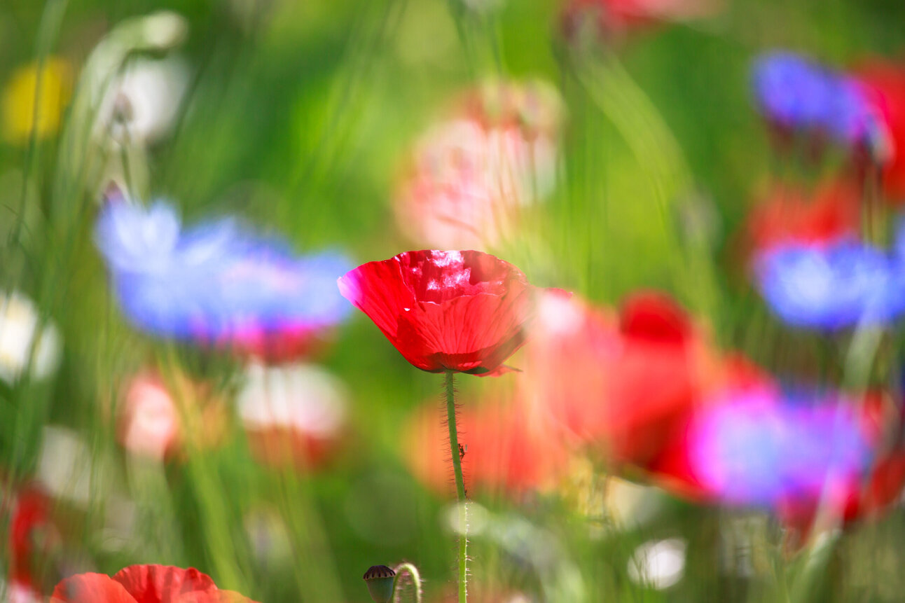 Foto: Eine rote Mohnblume steht im Vordergrund eines blühenden Feldes mit unscharfen blauen und roten Blumen im Hintergrund.