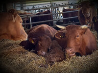 Foto: Mehrere Kühe und ein Kalb liegen auf Heu in einem Stall. Die Tiere sind braun und tragen Ohrmarken. Im Hintergrund sind weitere Kühe und Metallgatter zu sehen.