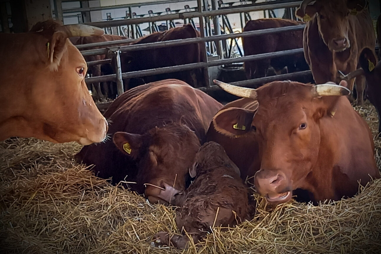 Foto: Mehrere Kühe und ein Kalb liegen auf Heu in einem Stall. Die Tiere sind braun und tragen Ohrmarken. Im Hintergrund sind weitere Kühe und Metallgatter zu sehen.