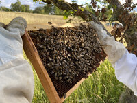 Foto: Eine Person in Schutzkleidung hält eine Bienenwabe voller Bienen in einer grünen, natürlichen Umgebung. Im Hintergrund sind Bäume und ein blauer Himmel sichtbar.