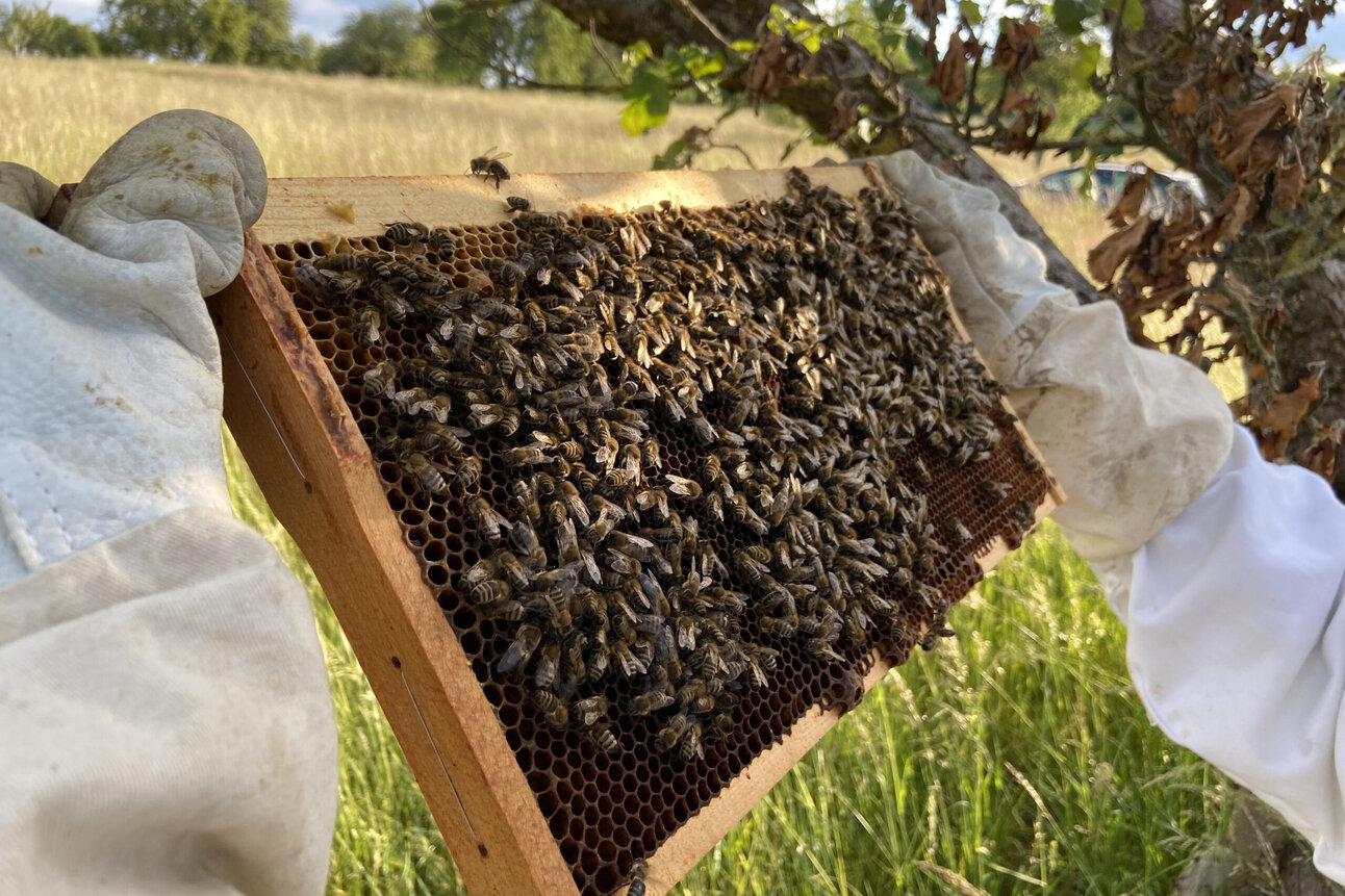 Foto: Eine Person in Schutzkleidung hält eine Bienenwabe voller Bienen in einer grünen, natürlichen Umgebung. Im Hintergrund sind Bäume und ein blauer Himmel sichtbar.