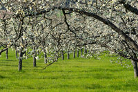 Foto: Eine Reihe von Obstbäumen mit weißen Blüten steht auf einer grünen Wiese. Die Bäume sind dicht mit Blüten bedeckt, was auf den Frühling hinweist.