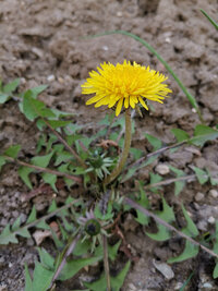 Foto: Eine gelbe Löwenzahnblüte wächst aus der Erde, umgeben von gezackten grünen Blättern. Der Hintergrund besteht aus brauner Erde.