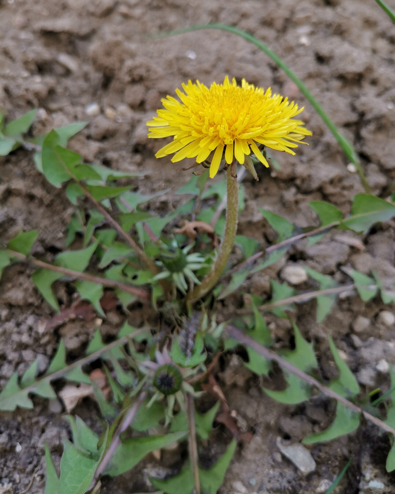 Foto: Eine gelbe Löwenzahnblüte wächst aus der Erde, umgeben von gezackten grünen Blättern. Der Hintergrund besteht aus brauner Erde.
