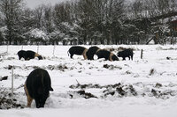 Foto: Eine Gruppe von Schweinen gräbt im Schnee auf einem Feld. Der Boden ist mit Schnee bedeckt, und im Hintergrund sind schneebedeckte Bäume zu sehen.