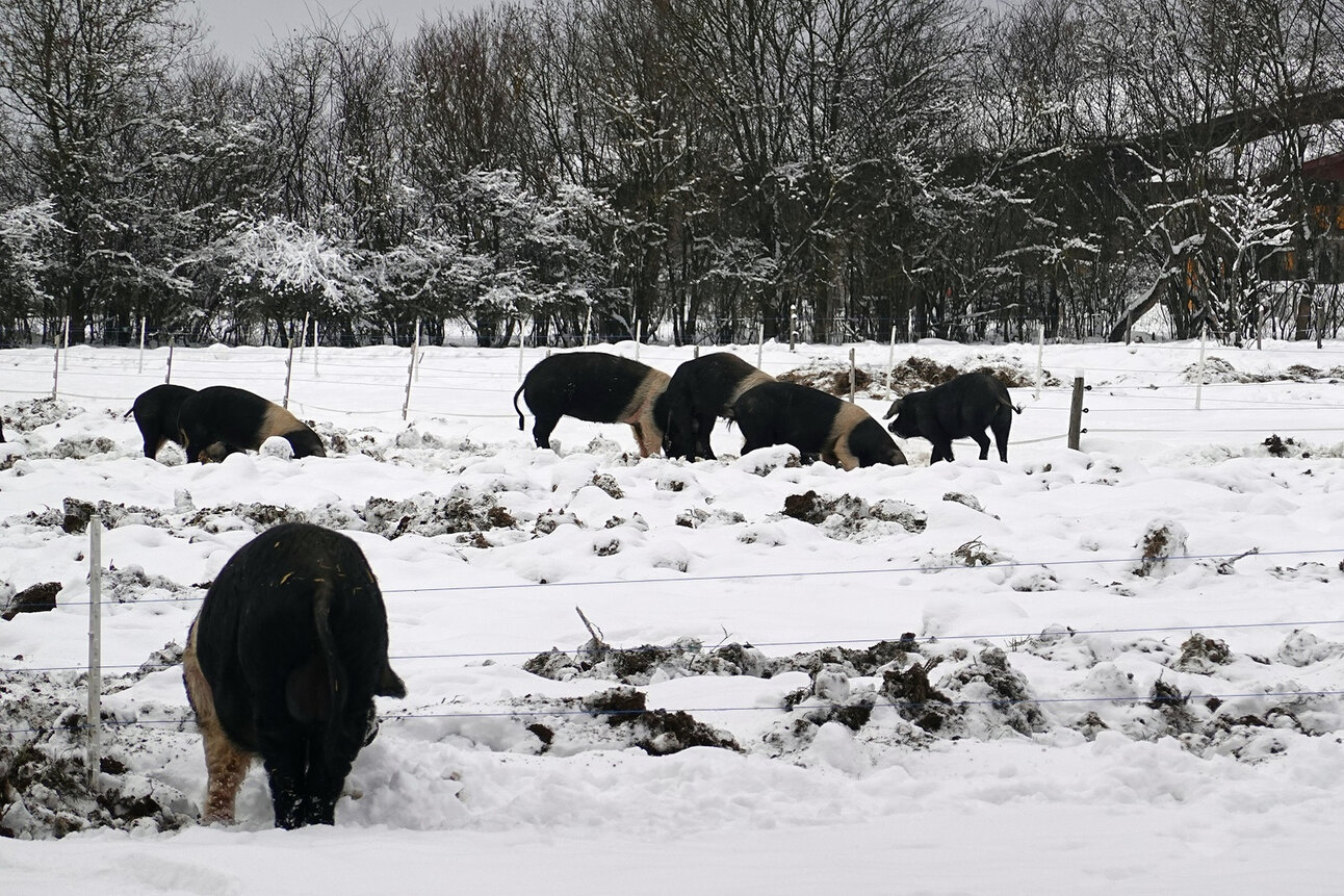 Foto: Eine Gruppe von Schweinen gräbt im Schnee auf einem Feld. Der Boden ist mit Schnee bedeckt, und im Hintergrund sind schneebedeckte Bäume zu sehen.